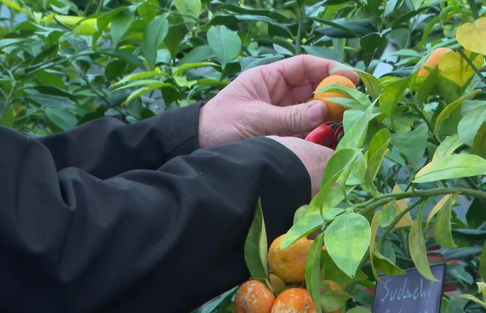 “A Sainte-Catherine, tous les bois prennent racine”, même les agrumes désormais acclimatés à la Vendée