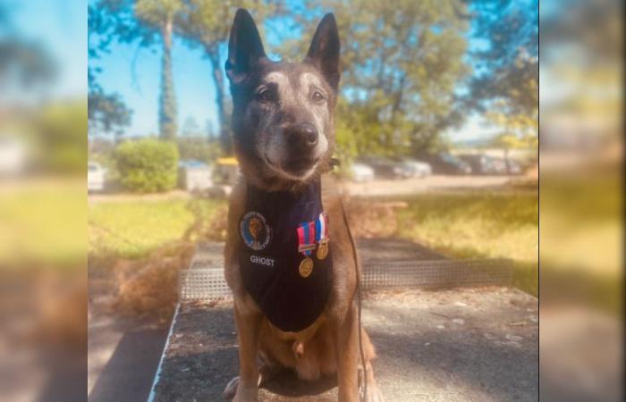 Ghost, berger malinois « casse-cou » en quête de drogue, prend sa retraite après 12 ans de service