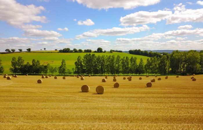 Combien coûte le camp près de chez vous ? Ce nouveau barème officiel fournit les prix des terres agricoles