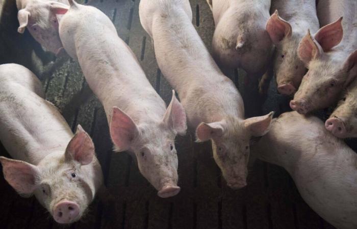 Une association réclame une stèle en hommage aux 2 000 cochons morts dans un incendie