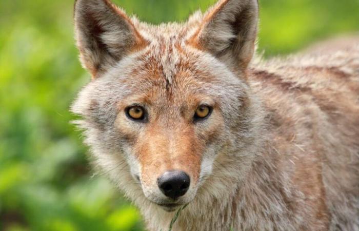 La fusillade d’un coyote à Dallas déclenche une enquête, selon des responsables