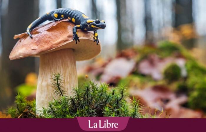 « Nous demandons aux marcheurs de nettoyer leurs chaussures pour limiter la propagation de la maladie »