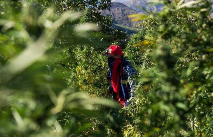 un Belge découvre la culture du cannabis au Maroc