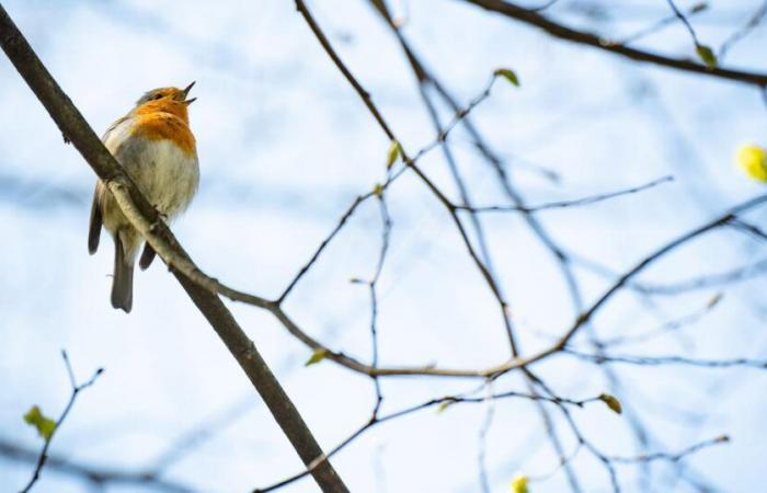 Le merle élu oiseau de l’année 2025 – rts.ch