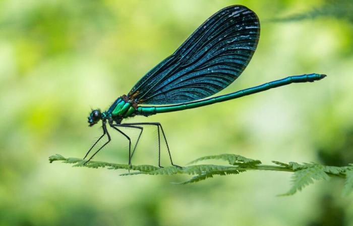 « Infini Present », l’inventaire des insectes de Fabienne Raphoz