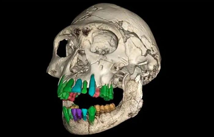 Ces dents fossilisées d’un enfant de 11 ans révèlent des indices sur les raisons pour lesquelles les humains ont développé une enfance inhabituellement longue