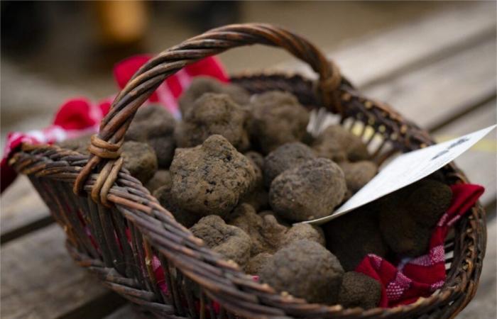 le célèbre marché aux truffes du Lot reprend le 3 décembre