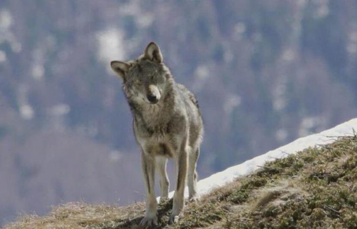 “dommages collatéraux” inhérents au cadre juridique