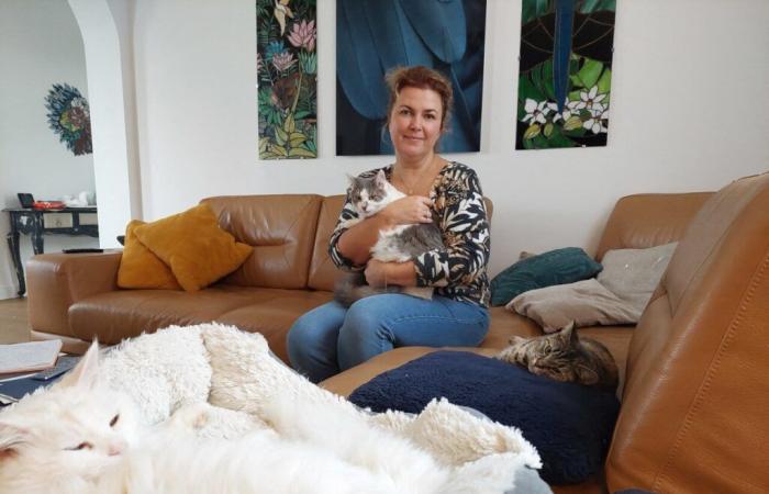 En Seine-et-Marne, Fanny est famille d’accueil pour chats abandonnés : “C’est un vrai engagement”