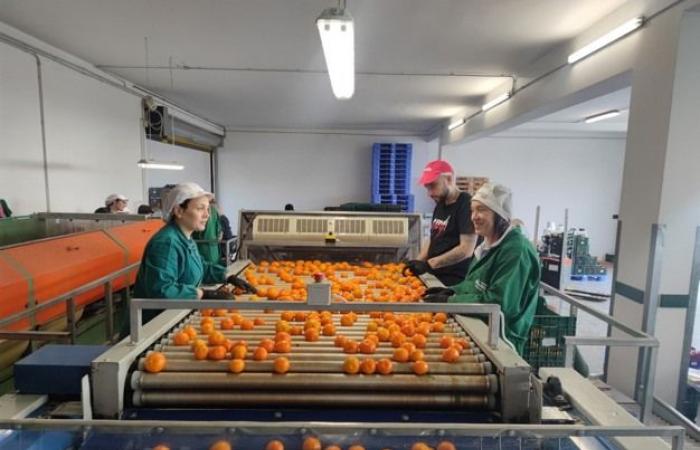 « Nous expédions 40 palettes par jour de clémentines entre la Pologne, la Hongrie et la France »