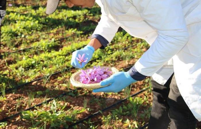 La province de Berkane vit sa première expérience dans la production de safran