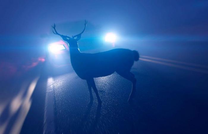 Un automne meurtrier sur les routes pour la faune