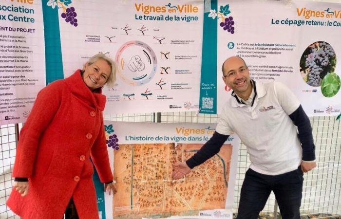 un vignoble urbain prend racine à Saint-Seurin