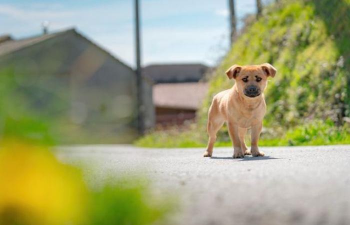 Comment retrouver son animal si vous l’avez perdu en Ile-de-France ?