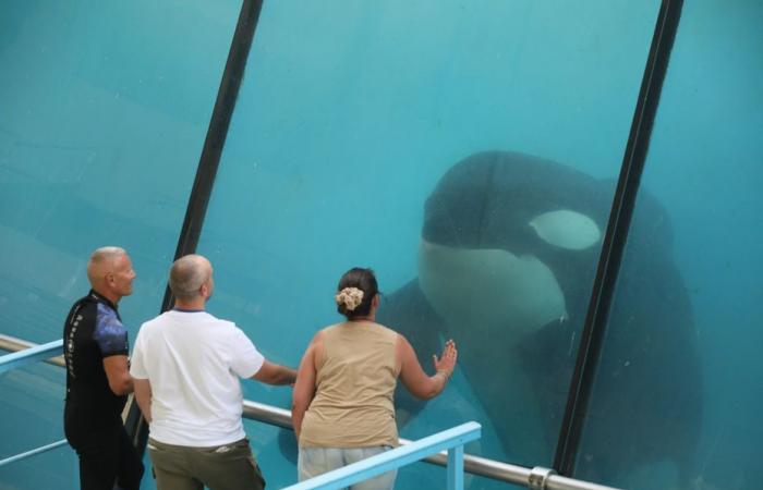 Le gouvernement dit non au transfert des deux dernières orques de Marineland au Japon