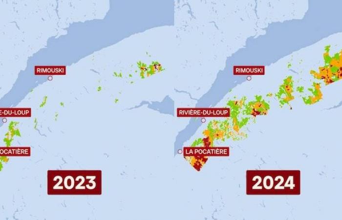 La tordeuse des bourgeons de l’épinette continue de gagner du terrain