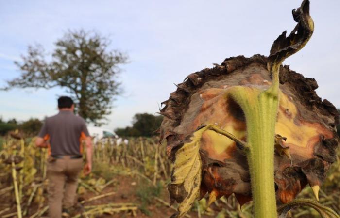 « Le changement climatique est bien réel dans nos Prairies »