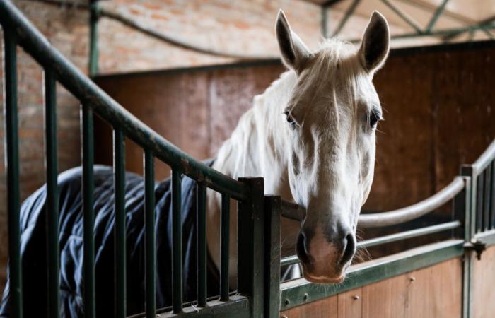 Une animaliste accuse un lieutenant de lionceau d’être responsable de la mort de son cheval