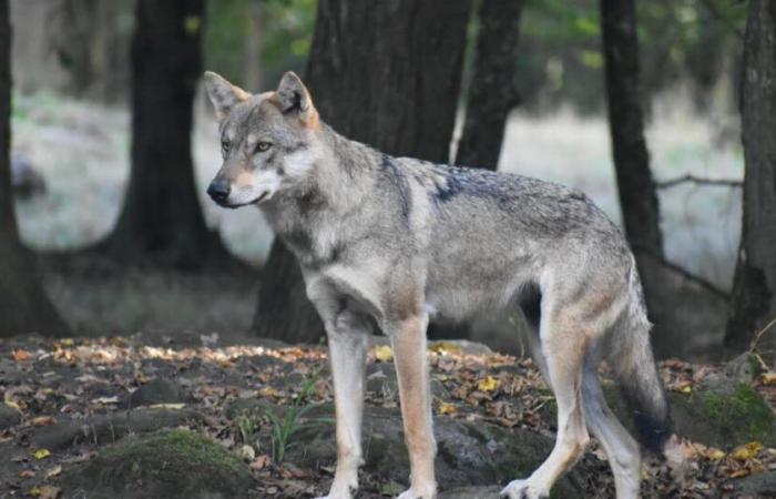 Suisse. Un loup mortellement renversé près de Verrières-de-Joux