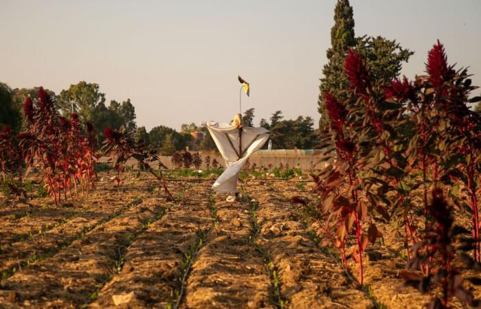 Malgré le cessez-le-feu, les paysans libanais convaincus qu’Israël veut « les chasser d’ici »