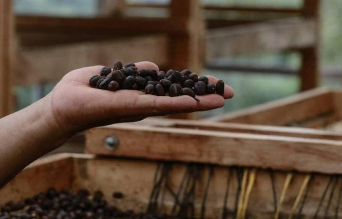 Le prix du café Arabica atteint un niveau record, le plus élevé depuis 1977