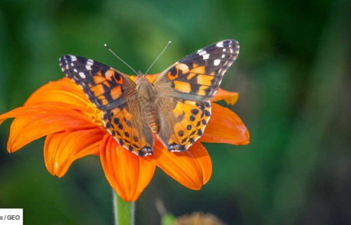 Le secret de la migration des papillons est écrit dans le pollen