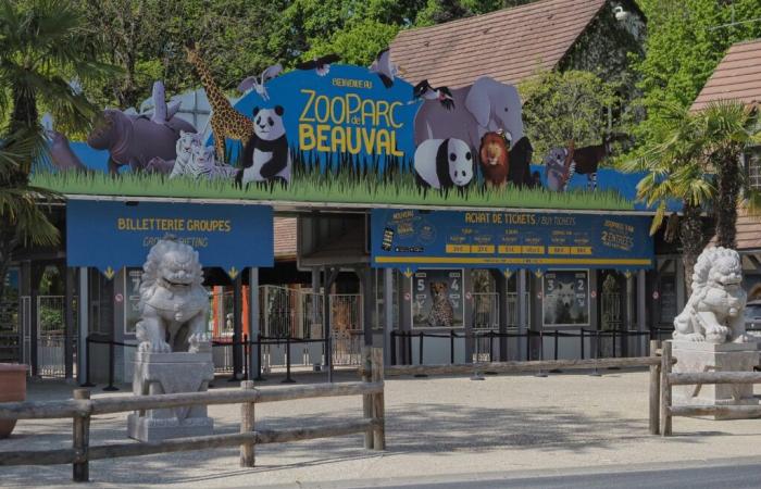 Après les pandas, la Chine va prêter des singes dorés au ZooParc de Beauval