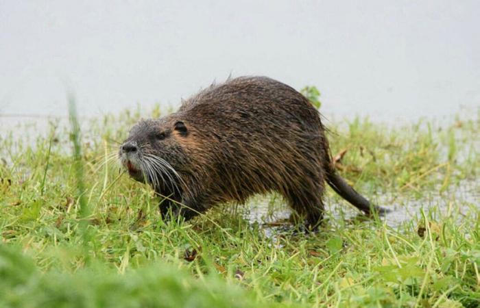 Ragondins et rats musqués dans la Manche : comment les éliminer ?