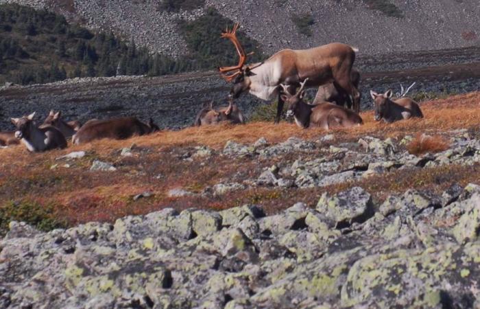 Une amende de 12 500 $ pour avoir tué l’un des derniers caribous de la Gaspésie