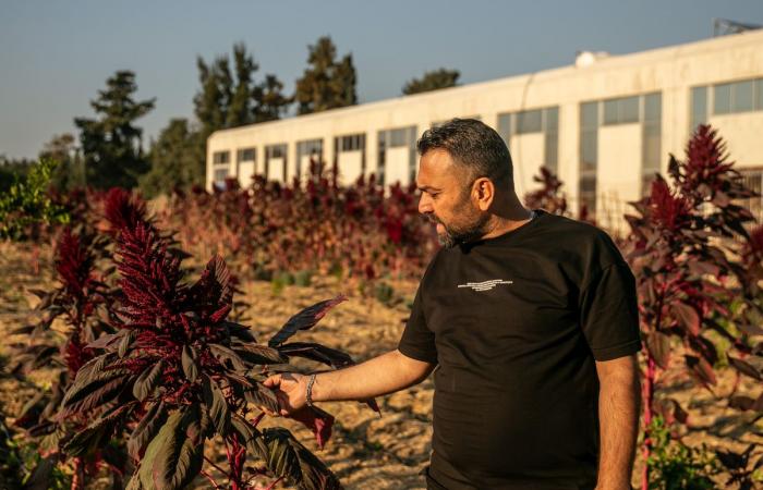 Malgré le cessez-le-feu, les paysans libanais convaincus qu’Israël veut « les chasser d’ici »