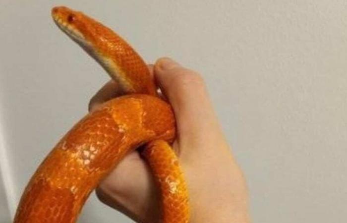 un serpent des blés trouvé dans le sous-sol d’une pizzeria québécoise