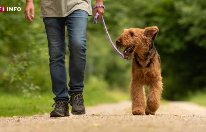 Augmentation des vols de chiens en France : comment se protéger ?