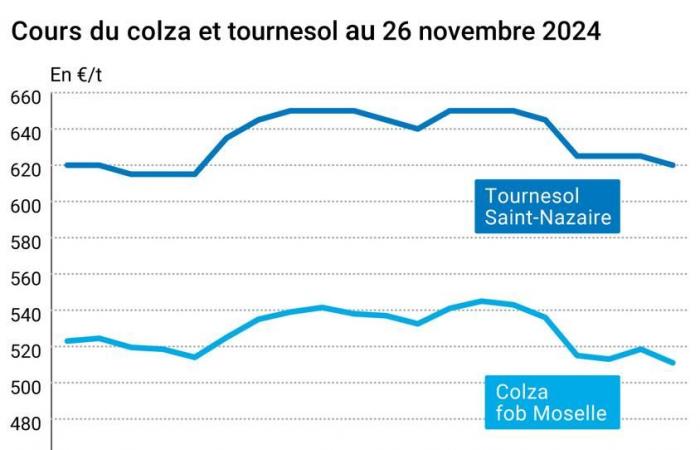 Oléagineux – L’annonce de la taxation du canola canadien par Donald Trump pèse sur les prix du colza