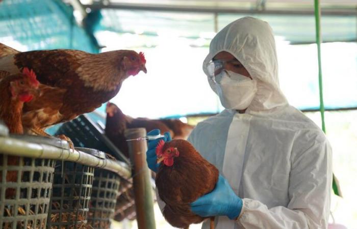 Faut-il s’inquiéter d’un risque épidémique ?