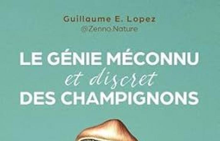 Le génie méconnu et discret des champignons – Opinion + – Onirik