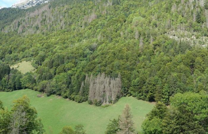 A la recherche de demain | Haute Savoie. Le bois d’écorce : une ressource sous-exploitée