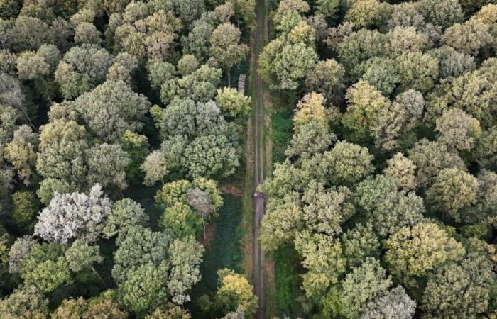 A la recherche de demain | Nord. Les Hauts-de-France face à la chalarose