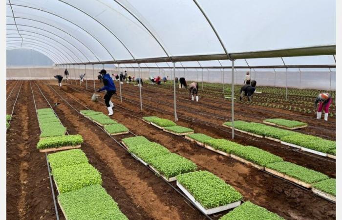 « Les prix des herbes importées montent en flèche cet hiver »