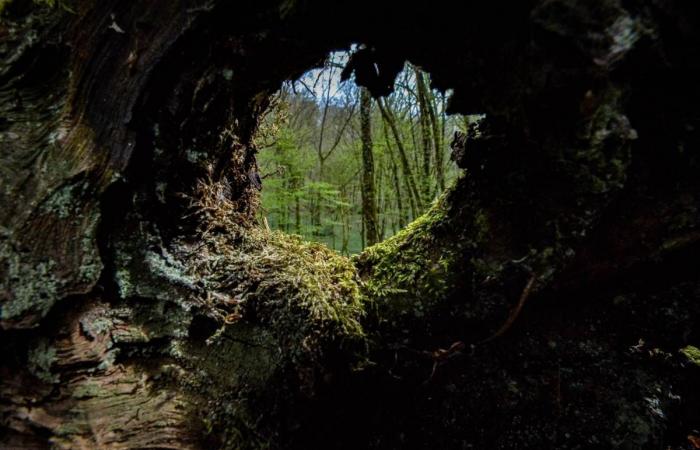 Inondations au centre de la ville de Nevers, notre dossier spécial forêts… L’actualité à retenir ce mercredi