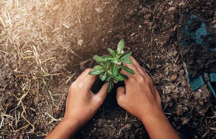 Neuf arbres plantés sur un rond-point pour symboliser le dialogue