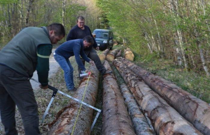 A la recherche de demain | Haute Marne. Gestion forestière en « forêt irrégulière »