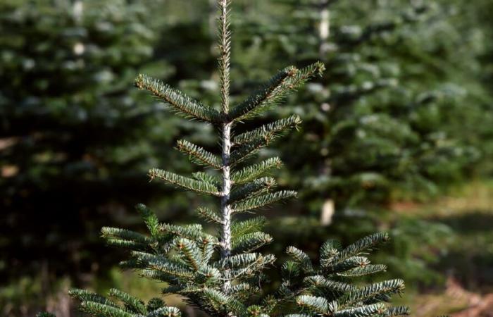 Prix, stockage… Est-ce déjà le bon moment pour acheter votre sapin de Noël ?