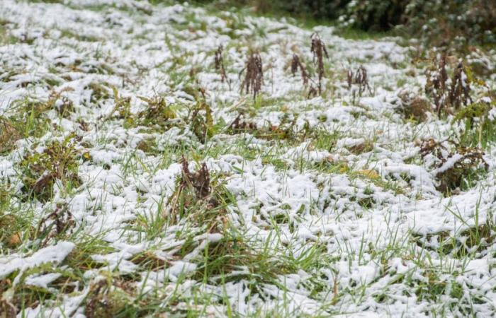 Les températures devraient chuter jusqu’à -3°C mais un temps plus doux et plus humide s’annonce.