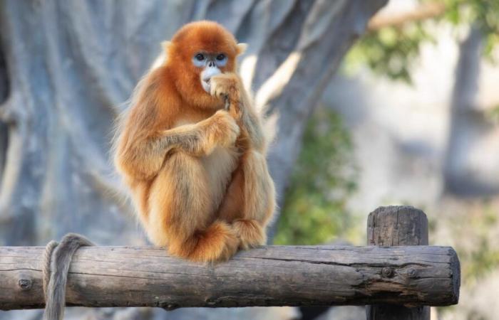 Le ZooParc de Beauval accueillera une nouvelle espèce inédite en Europe