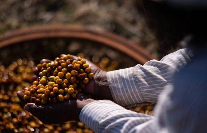 Sécheresse, contexte géopolitique… pourquoi le prix du café Arabica est au plus haut depuis 50 ans – Libération