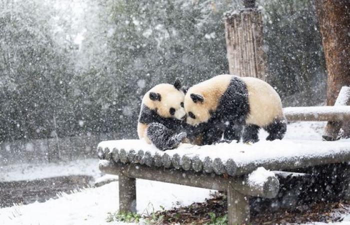 De fortes chutes de neige transforment la Corée en pays des merveilles hivernales — en images