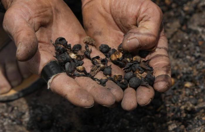 Le prix du café au plus haut depuis 50 ans, victime de la sécheresse au Brésil