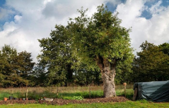 Ce chêne est-il le plus bel arbre de France ?