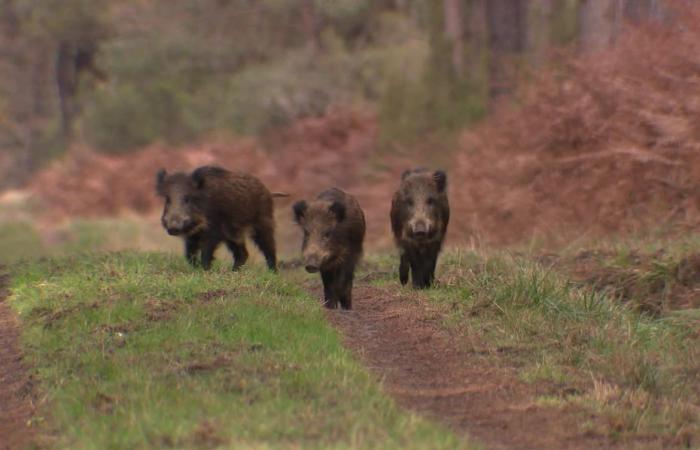 “Pour chaque sanglier capturé, nous payons 40 euros”. Trop de sangliers en Bretagne, comment les chasseurs régulent-ils leur population ?