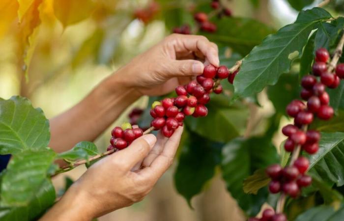 Le prix du café est à son plus haut niveau depuis 50 ans, victime du réchauffement climatique